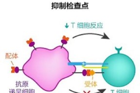 以我和细胞的49天生活培养自己的细胞吧（探索人体奥秘）