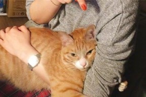 《猫宅97铲屎官》养成攻略——让你的猫咪健康成长（探寻猫咪成长中的秘密）