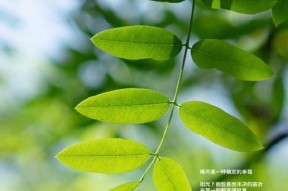艾希ICEY绿色关卡攻略详解？如何快速通过绿色关卡？