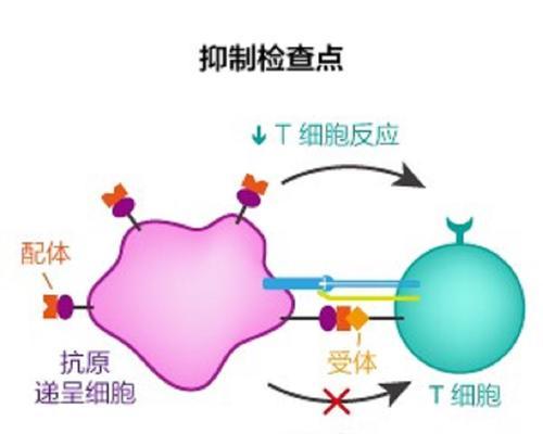 以我和细胞的49天生活培养自己的细胞吧（探索人体奥秘）  第1张