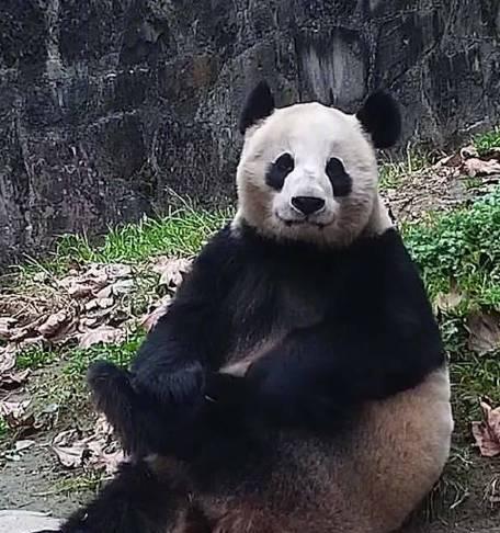 《勇者熊猫胖强》（探索游戏中的熊猫英雄）  第3张