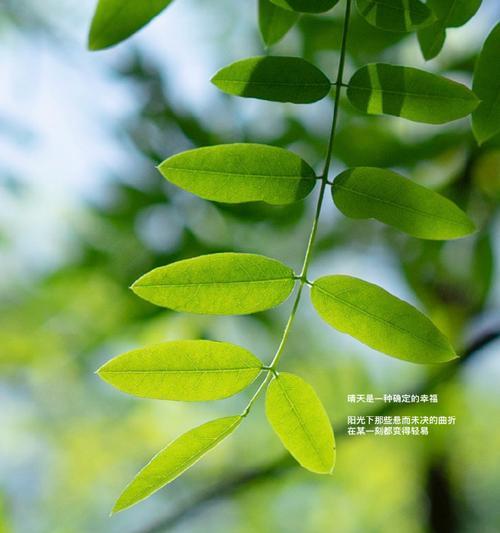 艾希ICEY绿色关卡攻略详解？如何快速通过绿色关卡？  第1张