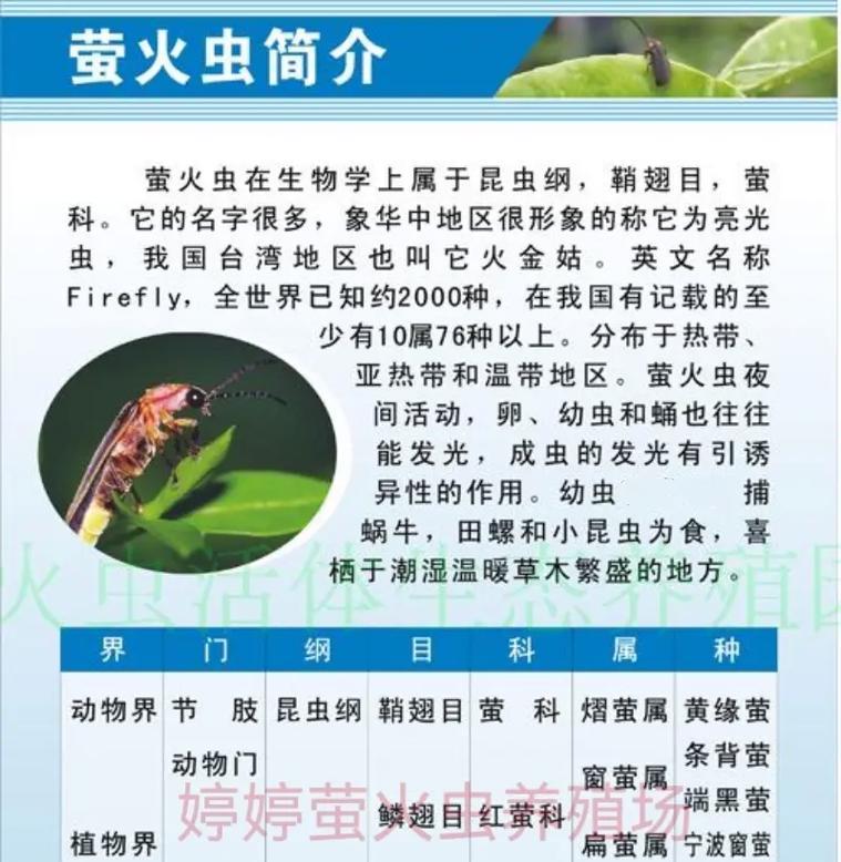 风吹萤火的玩法和技巧是什么？  第3张